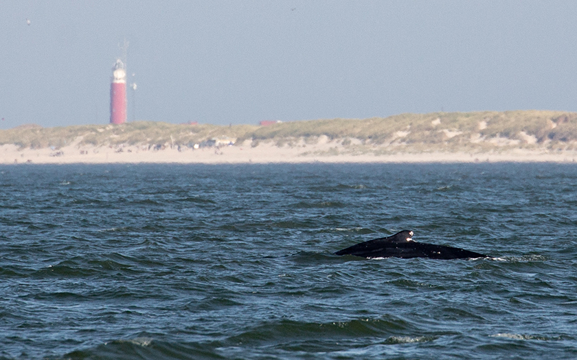 Bultrug in zee, vuurtoren op achtergrond