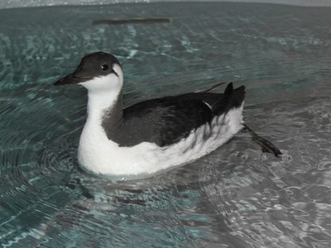 Zeekoet op water