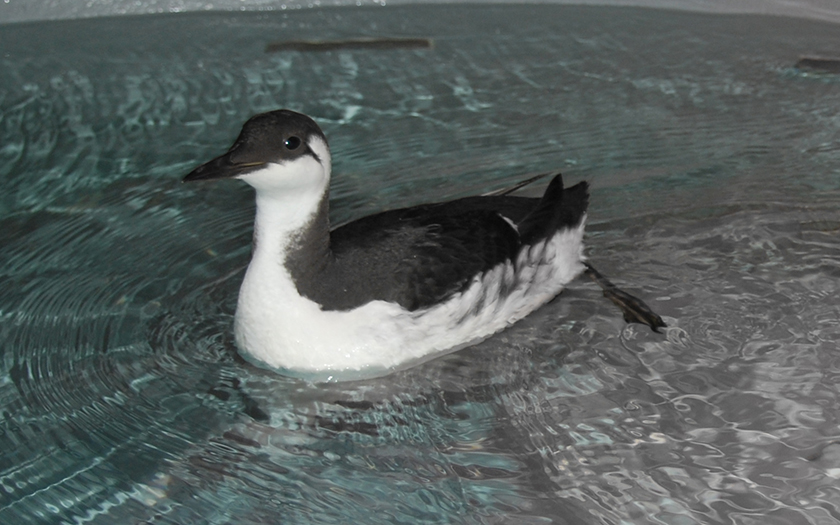 Zeekoet op water