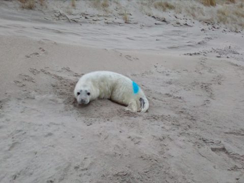 Jonge zeehonden op strand met bord erbij