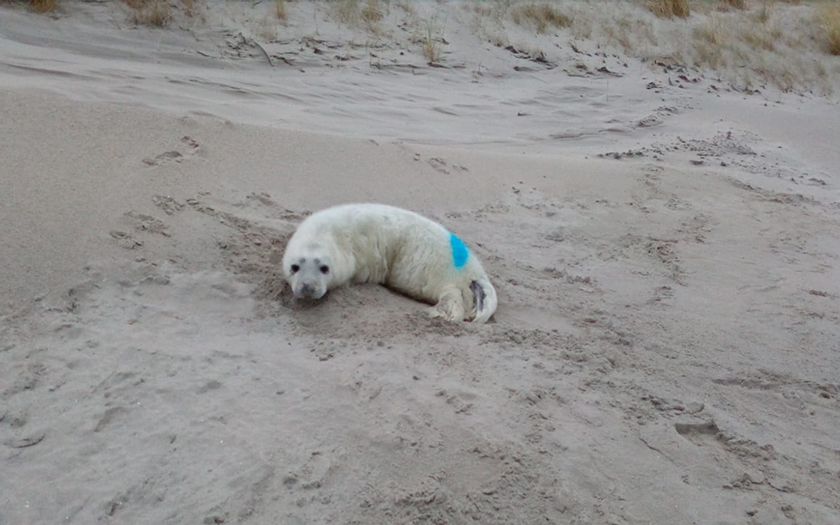 Jonge zeehonden op strand met bord erbij