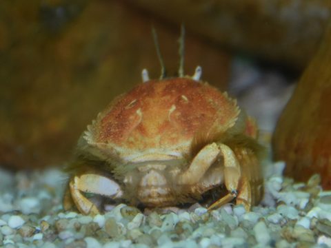 Achteraanzicht cirkelronde krab op kleine steentjes