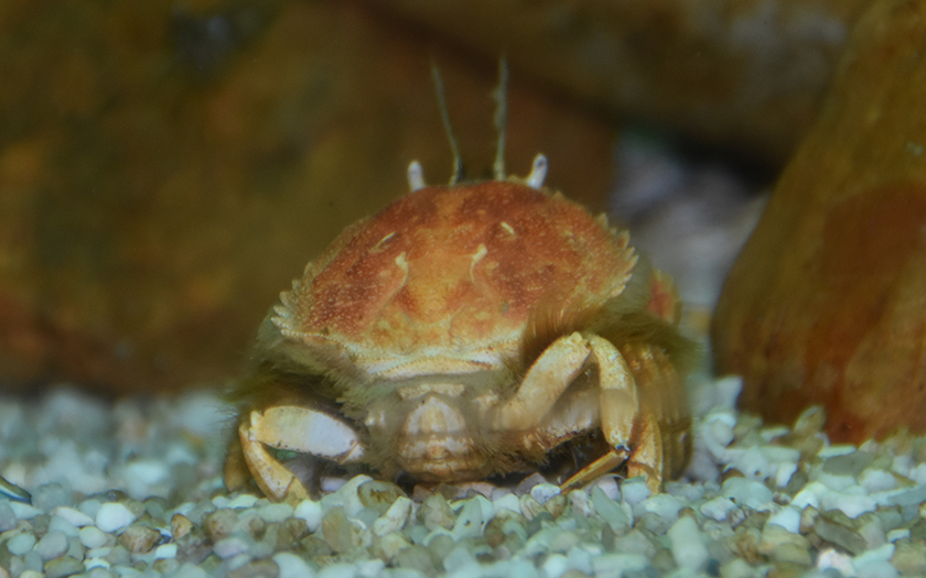 Achteraanzicht cirkelronde krab op kleine steentjes