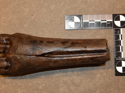 fossiel bot middenvoetsbeen reuzenhert