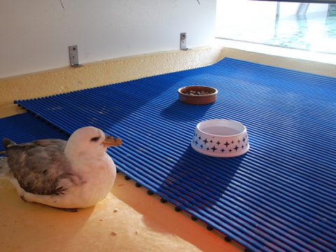 noordse stormvogel in opvang