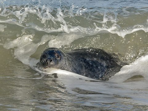 Zeehond in de branding