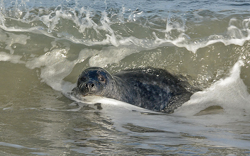 Zeehond in de branding