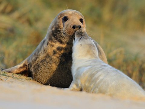 Grijze zeehond moeder met jong