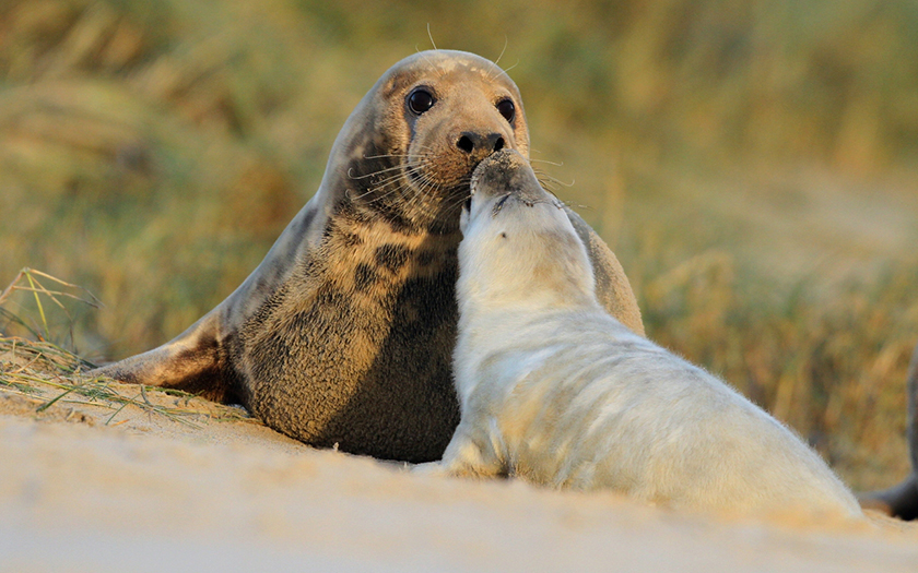 Grijze zeehond moeder met jong