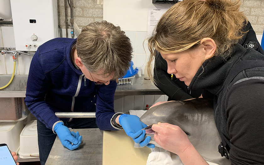 Dierenarts en dierverzorger bij kop bruinvis op behandeltafel