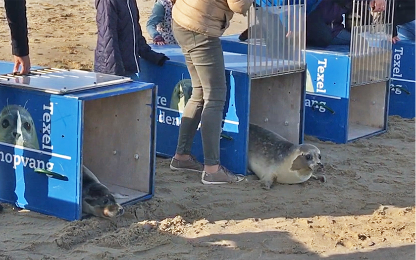 zeehonden kruipen kisten