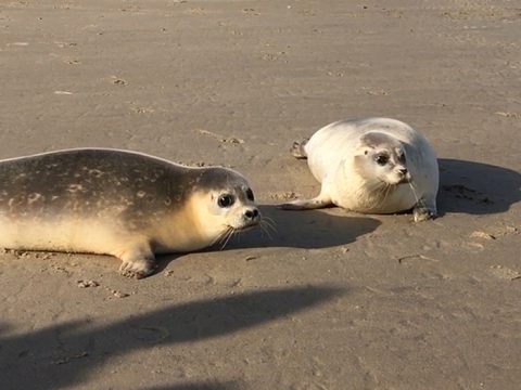 Twee gewone zeehonden op het strand