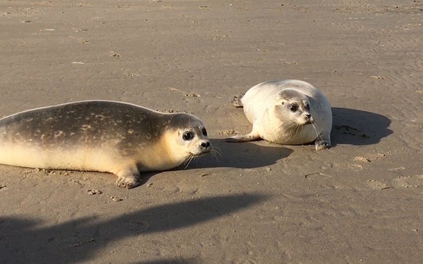 Twee gewone zeehonden op het strand