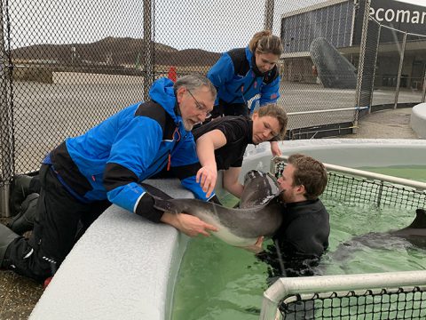 Dierverzorgers tillen bruinvis uit het bassin