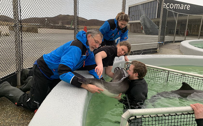 Dierverzorgers tillen bruinvis uit het bassin