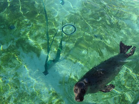 Grijze zeehond met wierstrook