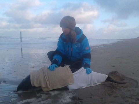 Bruinvis met doeken in branding en Jasmijn erbj