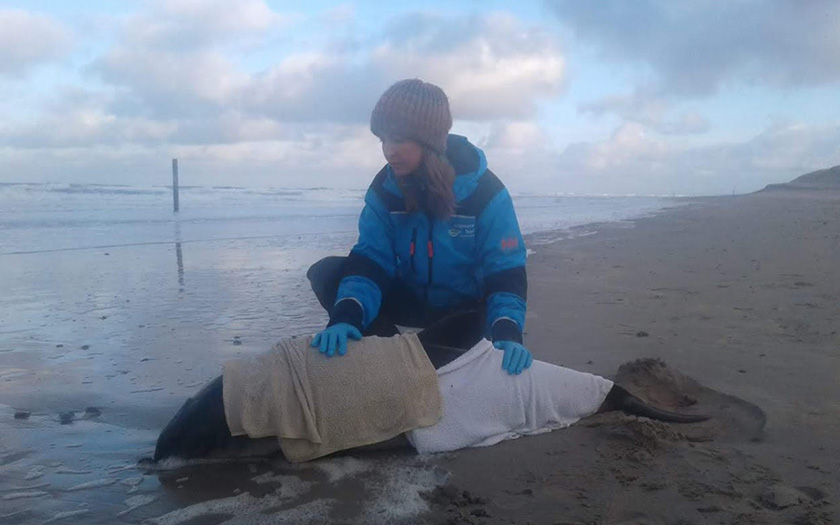 Bruinvis met doeken in branding en Jasmijn erbj