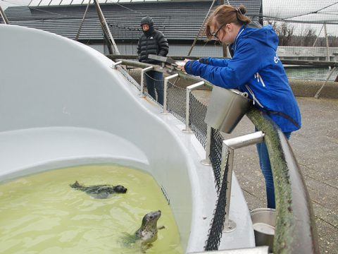 Stagiaire Michelle voert de grijze opvangzeehonden