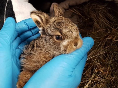 Pasgeboren haasje in handen met blauwe handschoenen