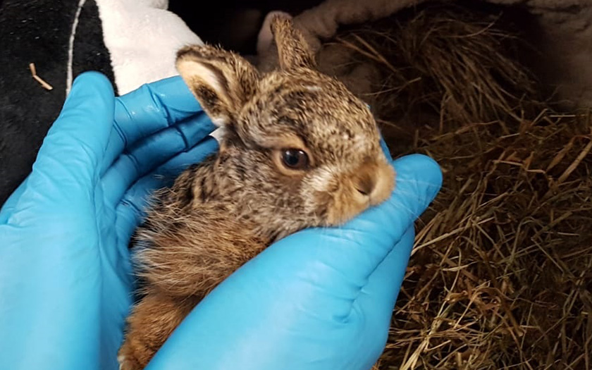 Pasgeboren haasje in handen met blauwe handschoenen