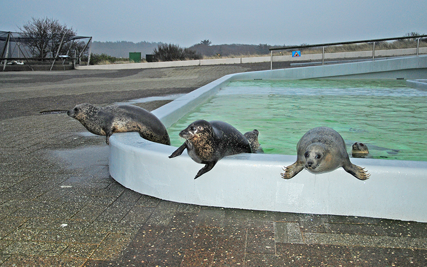 Gewone zeehonden hangen over rand bassin