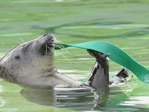 Zeehond speelt met wierstrook