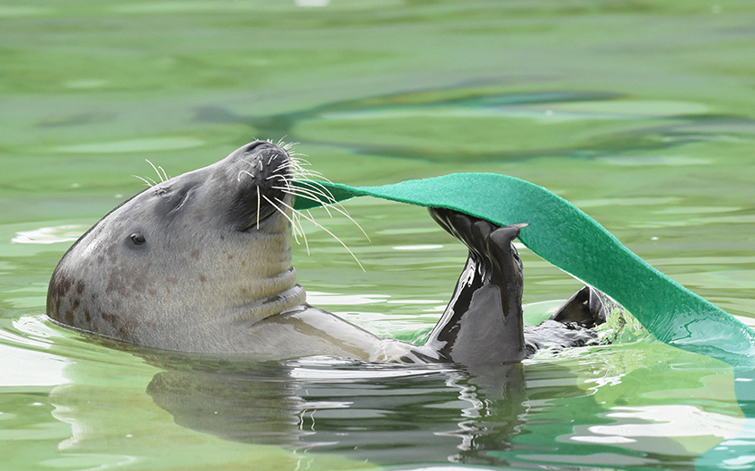 Zeehond speelt met wierstrook