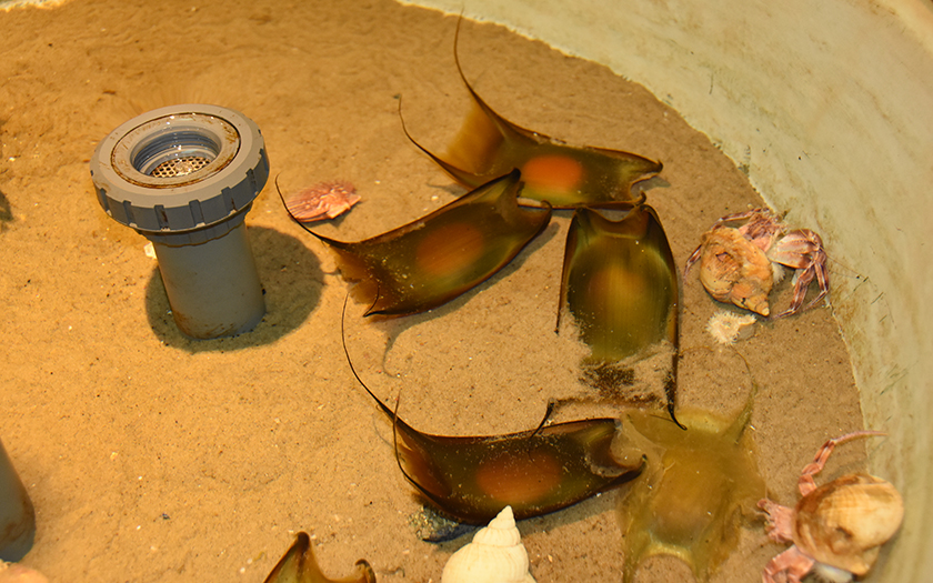 Eikapsels roggen in aquarium