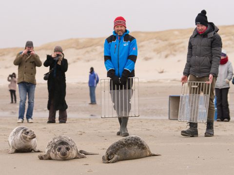 Grijze zeehonden worden naar zee gedirigeerd