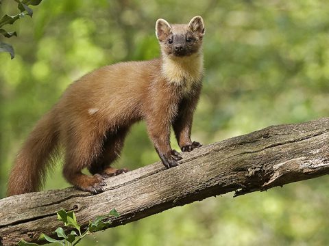 Boommarter in zijn natuurlijke habitat