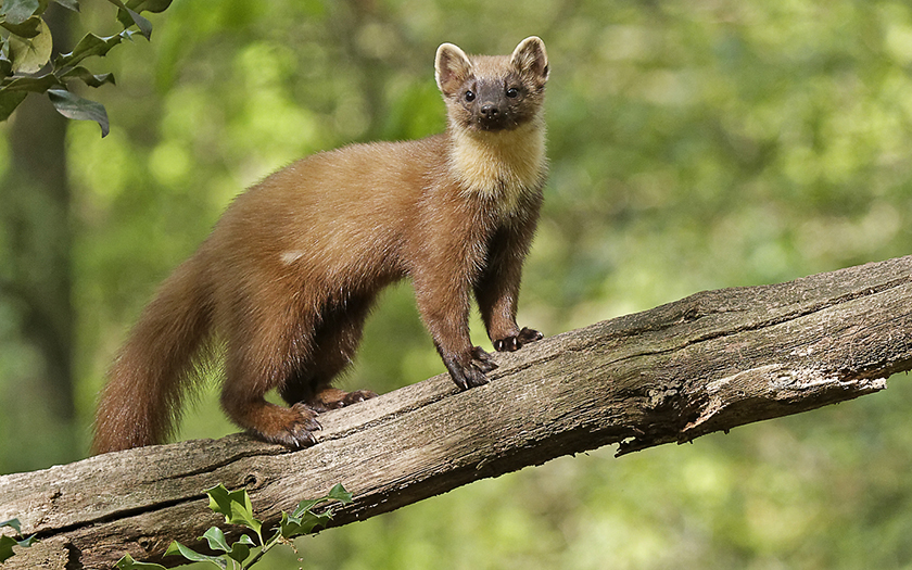 Boommarter in zijn natuurlijke habitat