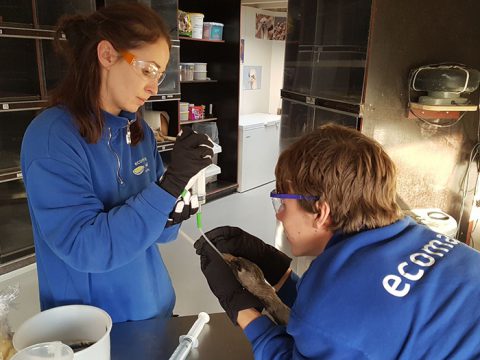 Twee dierverzorgers sonderen een kraanvogel in de opvang