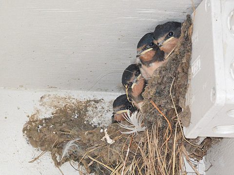 boerenzwaluwen nest bij zeehondenbassin