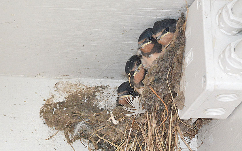 boerenzwaluwen nest bij zeehondenbassin