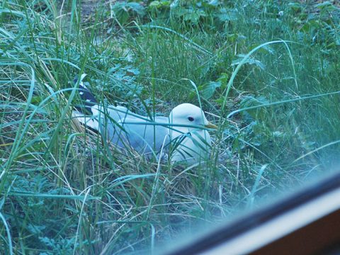 stormmeeuw nest vlak bij raam