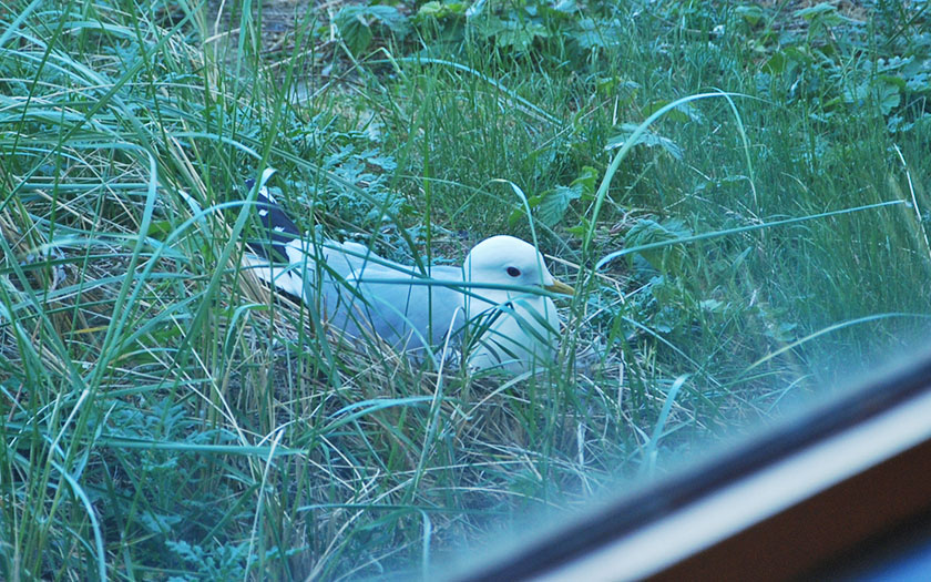 stormmeeuw nest vlak bij raam