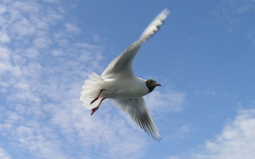 Veren van de kokmeeuw, in vlucht