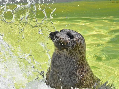 Duik deze zomer in de zee bij Ecomare