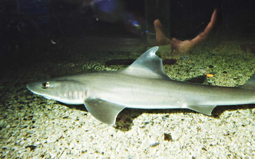 haaiensoort in Zeeaquarium Ecomare | Ecomare Texel
