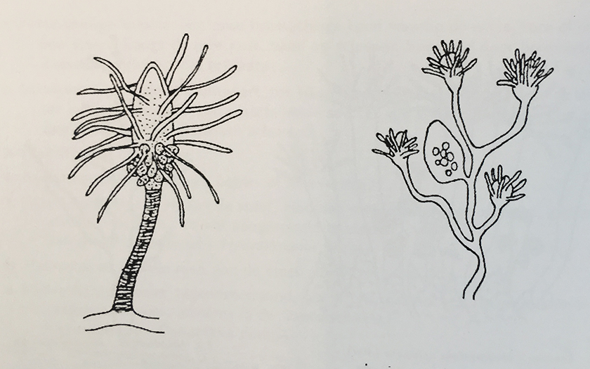 Knots- en brakwaterpoliep, getekend door conservator Arthur