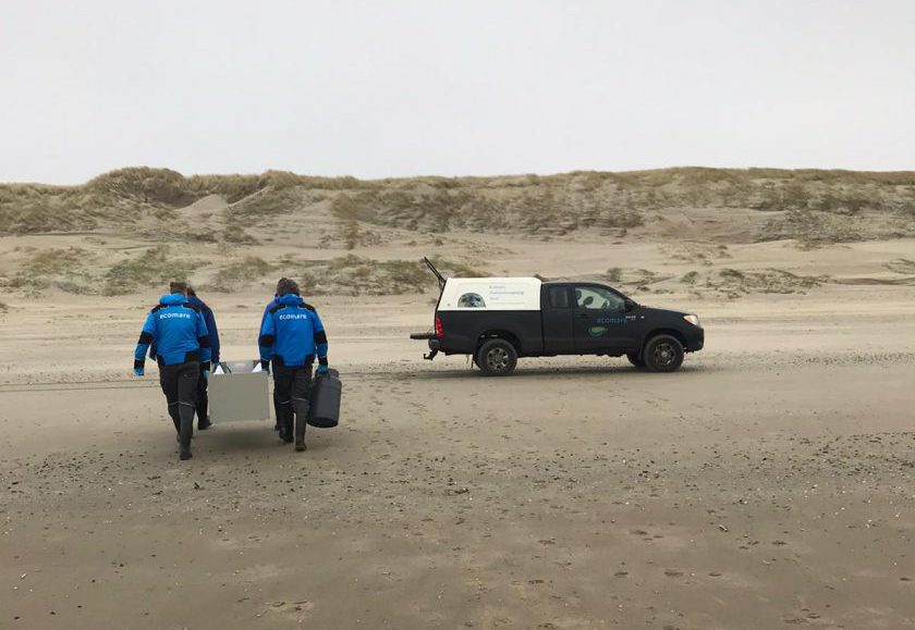 Bruinvis gestrand op Texel