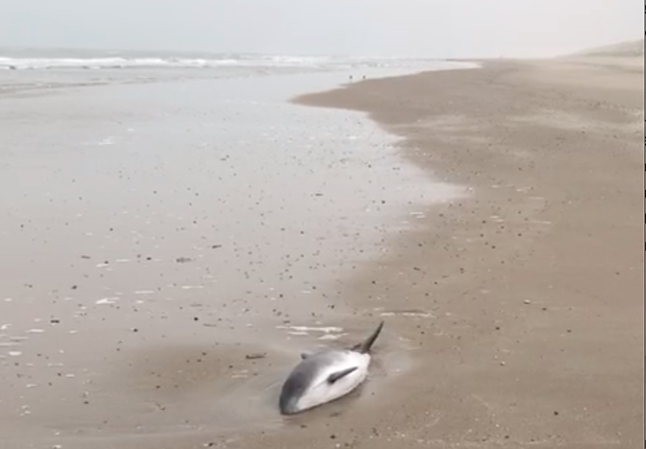 Bruinvis gestrand op Texel