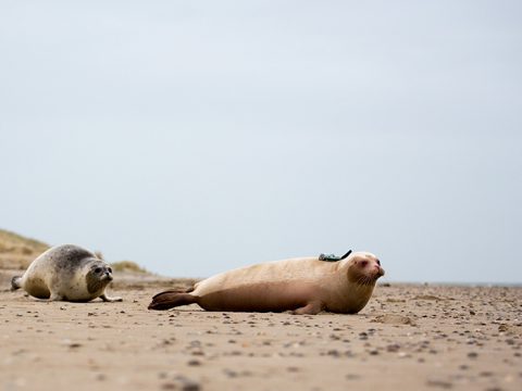 Zeehond Snow white terug naar zee