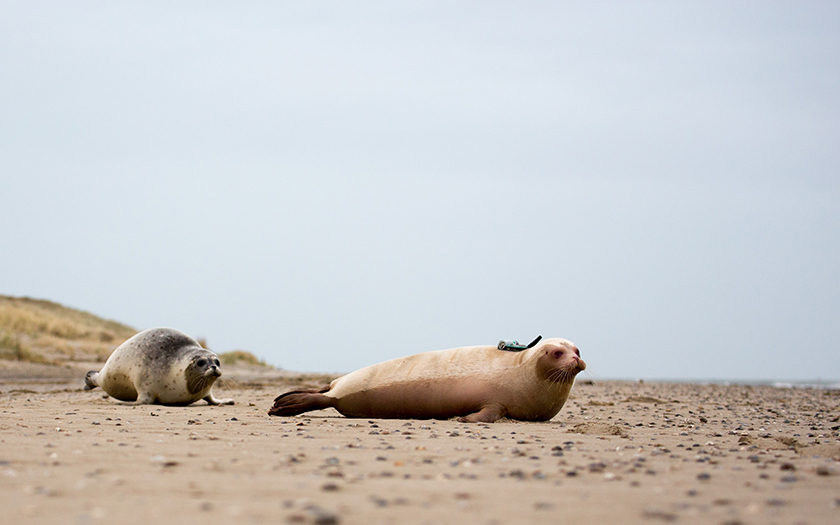 Zeehond Snow white terug naar zee