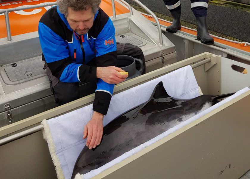 Bruinvis gestrand op Texel