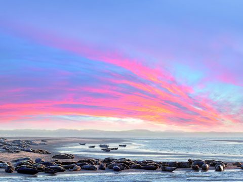 Wonderlijk Wad - binnenkort bij Ecomare