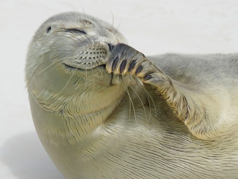 Ontdek Ecomare op Texel