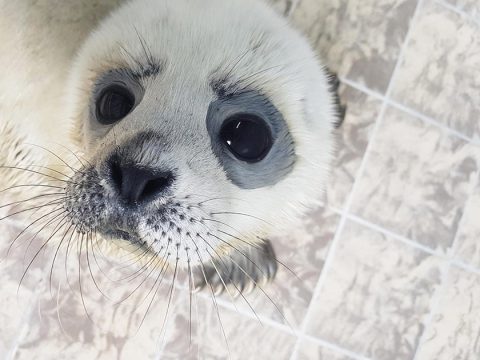 Zeehondenpup in de opvang