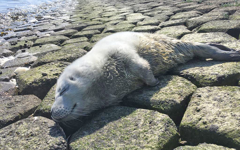 Zeehondenprematuur in de opvang